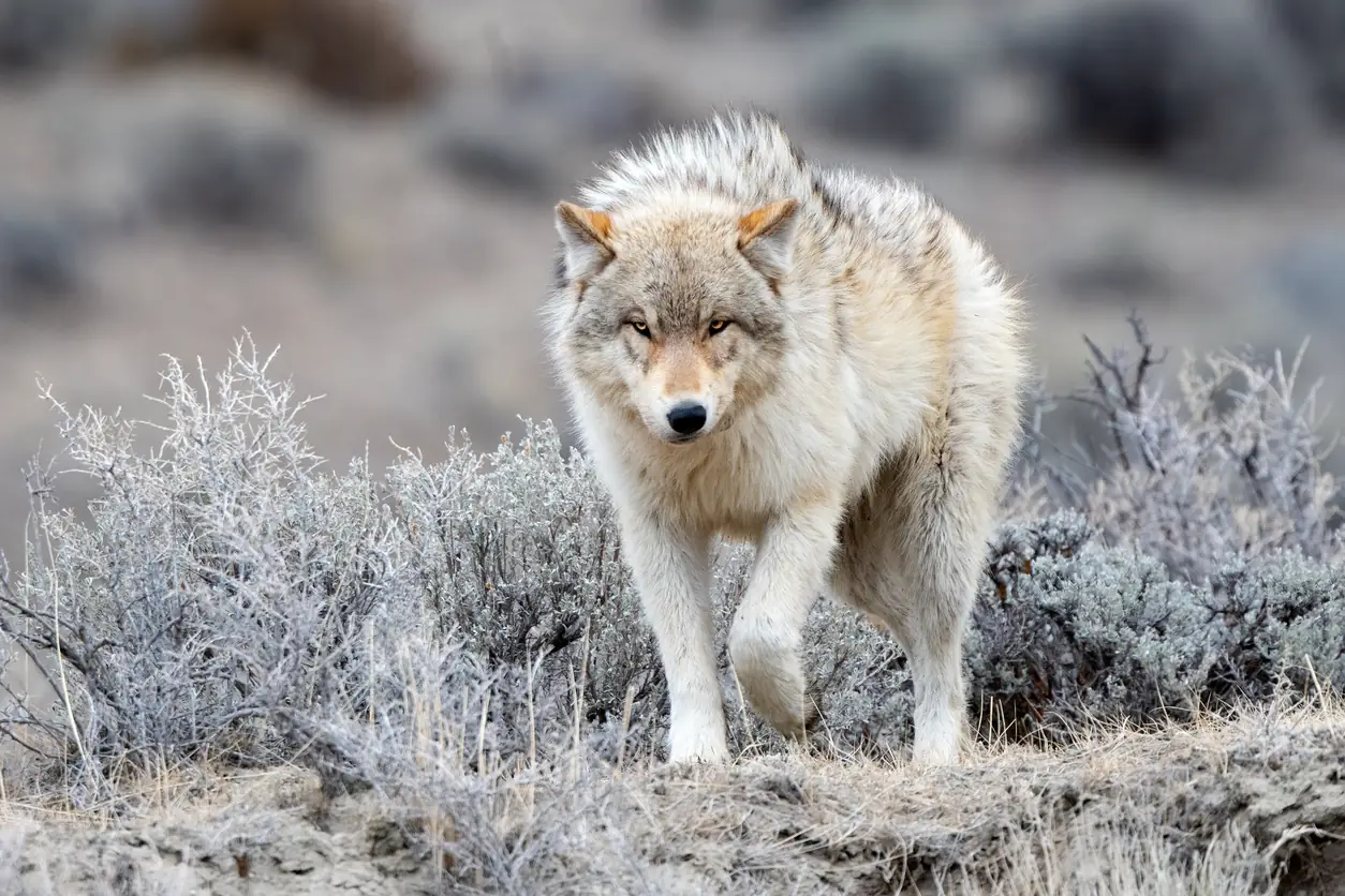 Wolf walking around in Yellowstone National Park